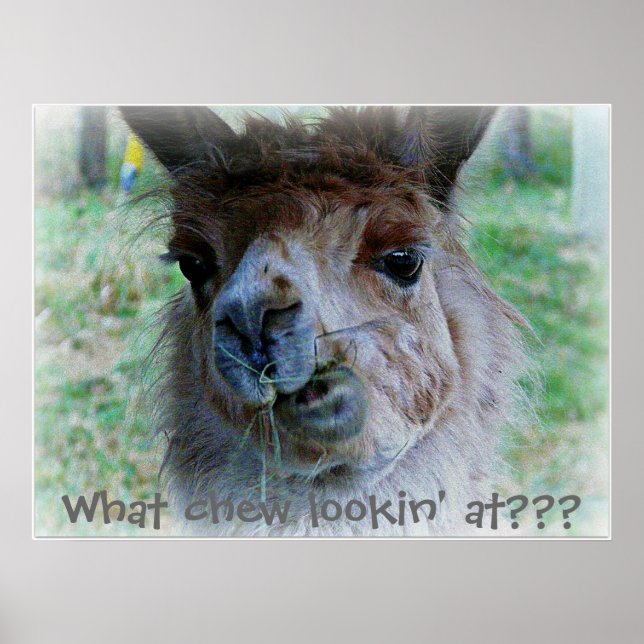 Poster Photo amusante du visage d'une lama sur une affich (Devant)