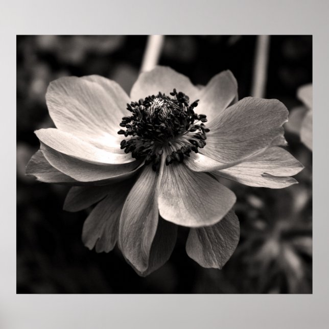 Poster photo Anemone Black and White Floral (Devant)