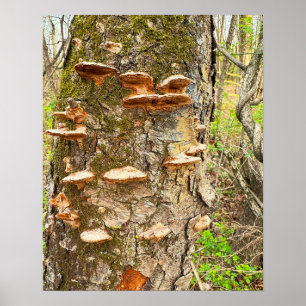 Poster photo Arbre Champignons