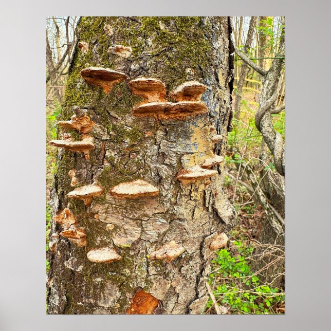 Poster photo Arbre Champignons (Devant)
