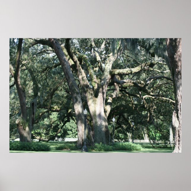 Poster photo Arbre des âges (Devant)