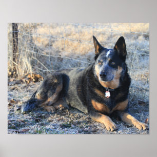 Poster photo Australian Cattle Dog ou Blue Heeler