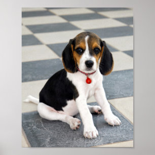 Poster Photo Beagle de chiot