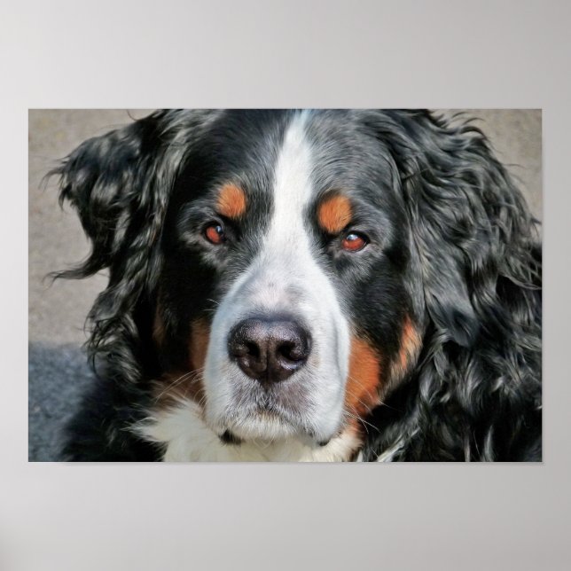 Poster Photo Bernese Mountain Dog (Devant)