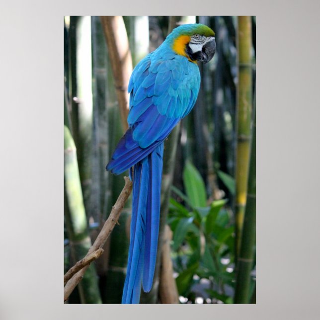 Poster Photo Blue Parrot (Devant)