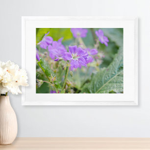 Poster Photo botanique du Fleur sauvage de géranium viole