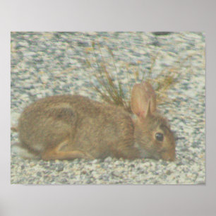 Poster photo Bunny