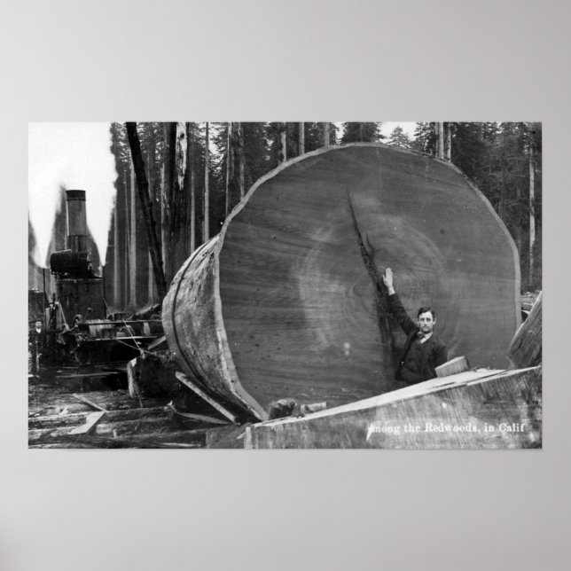 Poster Photo CaliforniaMan par Cut Redwood Log (Devant)