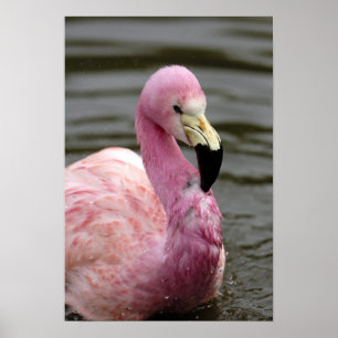 Poster Photo captive d'un Flamant rose andin