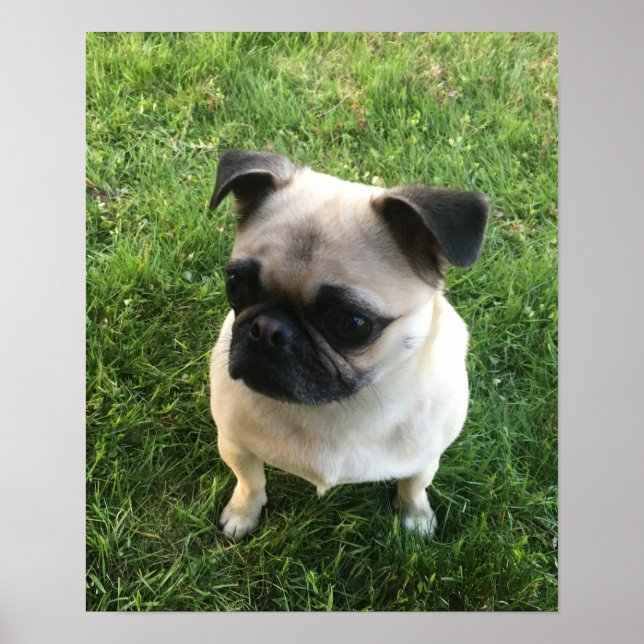 Poster Photo carlin Puppy (Devant)