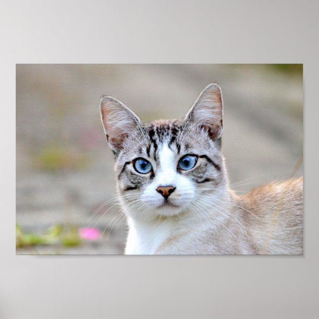 Poster Photo chat animal, animaux. (Devant)