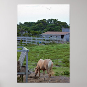 Poster Photo Cheval