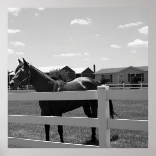 Poster Photo Cheval
