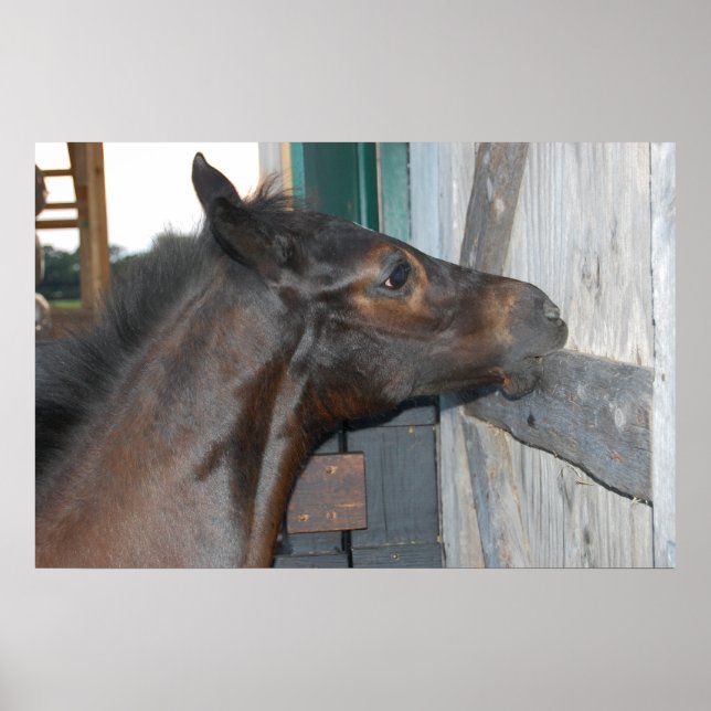 Poster Photo Cheval (Devant)