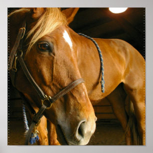 Poster Photo Cheval de châtaignes Imprimer