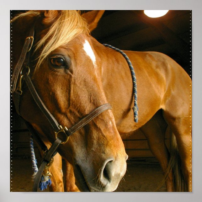 Poster Photo Cheval de châtaignes Imprimer (Devant)