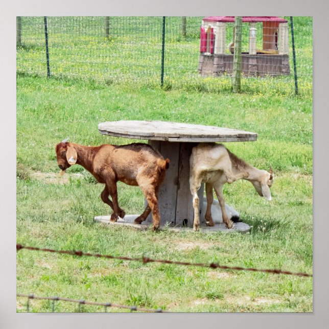 Poster Photo chèvre (Devant)
