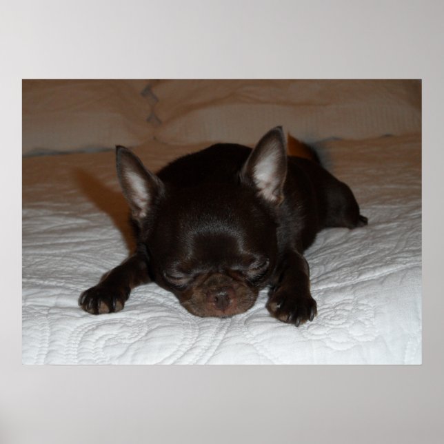 poster photo chihuahua chiot marron endormi (Front)