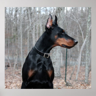 Poster Photo classique Doberman