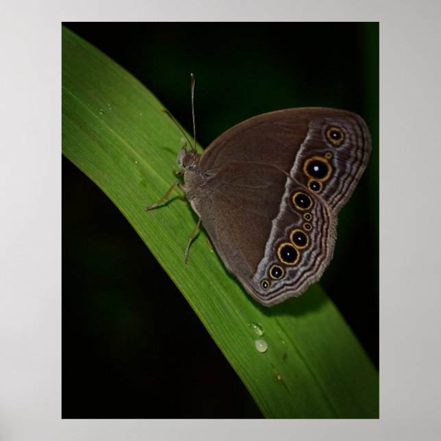 Poster Photo Closeup papillon (Devant)