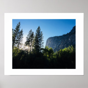 Poster photo couleur Yosemite Sunlit Trees