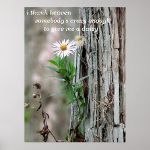 Poster Photo Daisy
