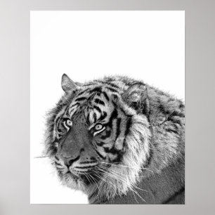 Poster Photo d'animal de la jungle sauvage de tigres noir
