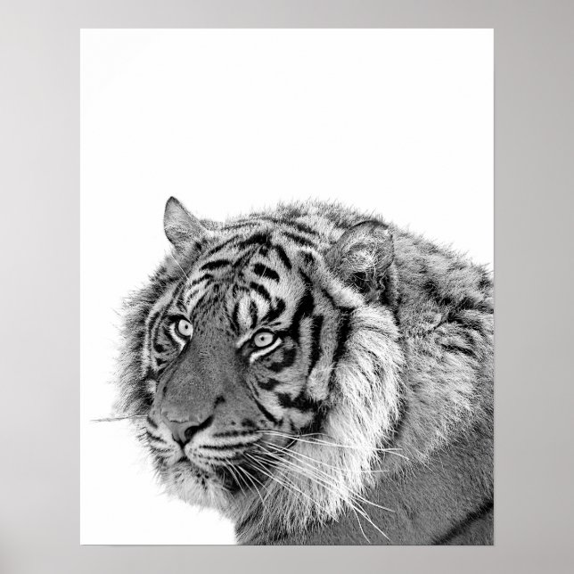 Poster Photo d'animal de la jungle sauvage de tigres noir (Devant)