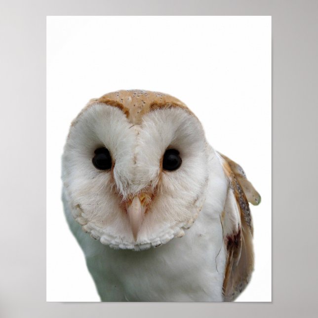 Poster Photo d'animal sauvage hibou cache-cache chambre d (Devant)