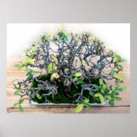 Photo d'arbre de bonsaï japonais
