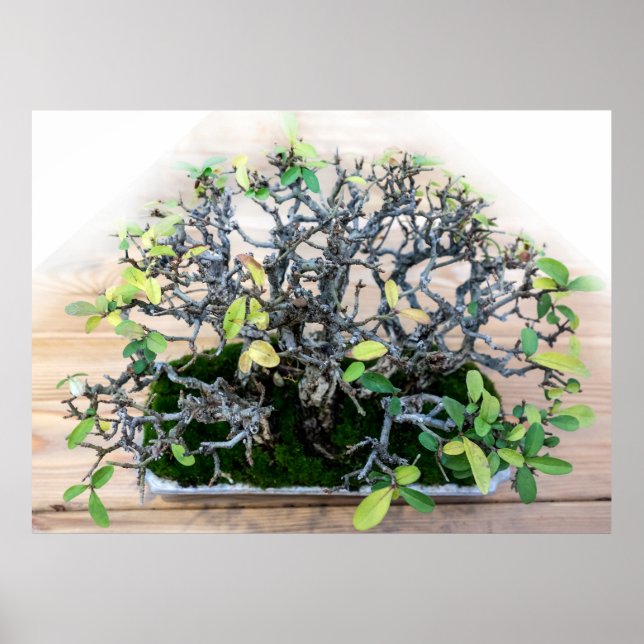 Poster Photo d'arbre de bonsaï japonais (Devant)
