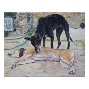Poster Photo d'art pittoresque de chiens gris dans une co