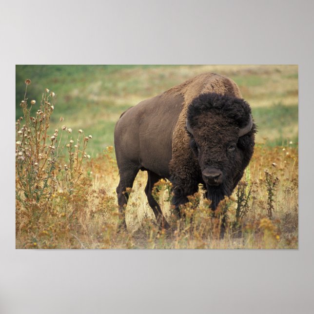 Poster Photo de bison (Devant)