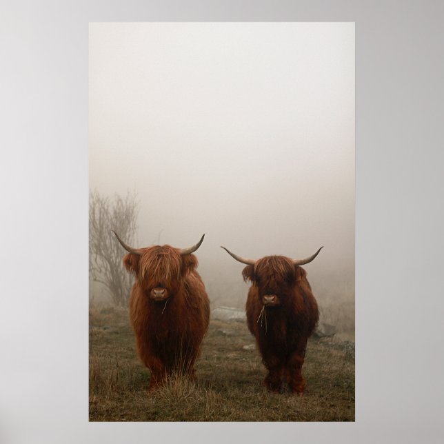 Poster Photo de brouillard de bovins Highland (Devant)