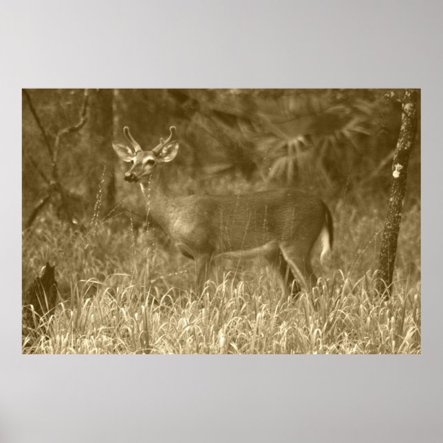 Poster photo de Buck Deer (Devant)