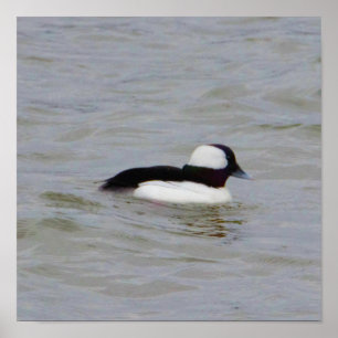 Poster photo de Bufflehead Duck