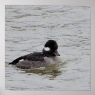 Poster photo de Bufflehead Duck