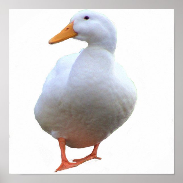 Poster photo de canard (Devant)