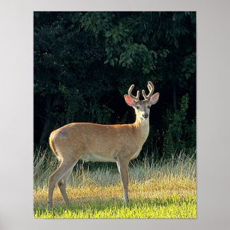 Poster Photo de cerf