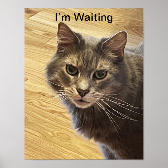 Poster photo de chat (Devant)