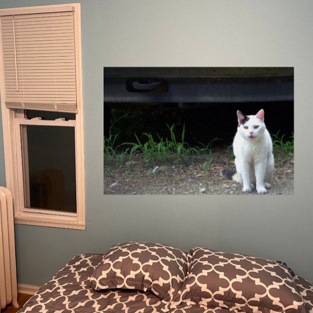 Poster photo de chat (Créateur téléchargé)