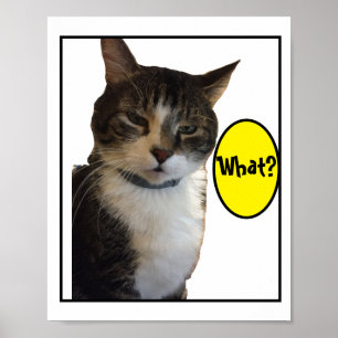 Poster Photo de chat amusant