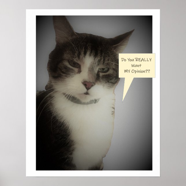 Poster Photo de chat amusant (Devant)