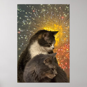 Poster photo de chats