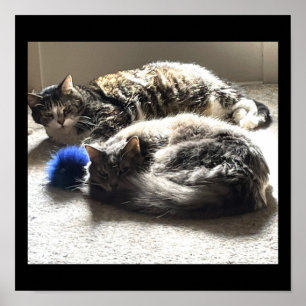 Poster photo de chats