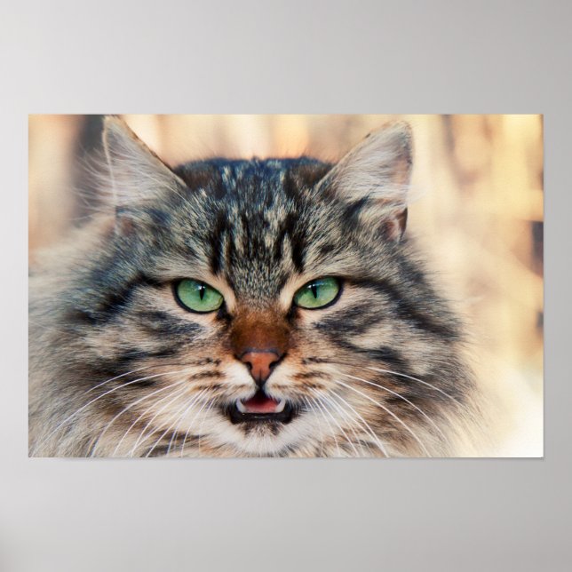 Poster Photo de chats de Sibérie (Devant)