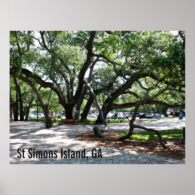Poster Photo de chêne de marche St Simons GA (Devant)