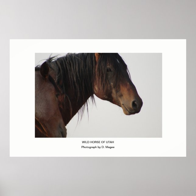 POSTER PHOTO DE CHEVAL SAUVAGE DE L'UTAH (Devant)
