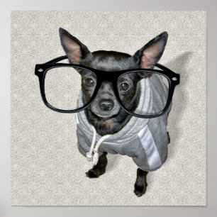 Poster Photo de Chihuahua noir avec lunettes