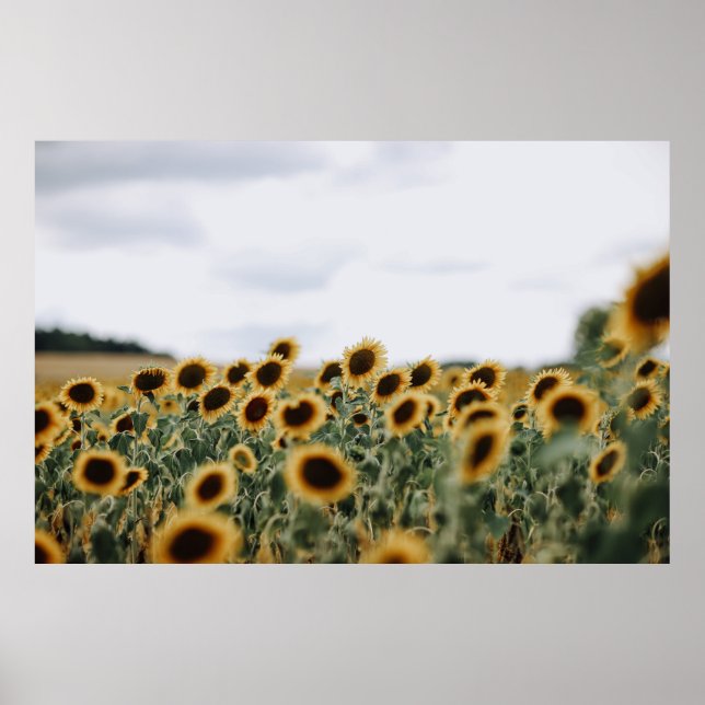 POSTER PHOTO DE CLOSEUP DE SUNFLOWWERS (Devant)